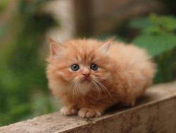 Gambar Kucing Comel Gebu: Kegembiraan Yang Mencairkan Hati