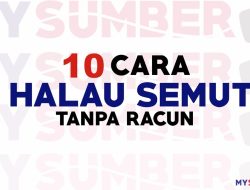 Cara Halau Semut Dalam Kereta